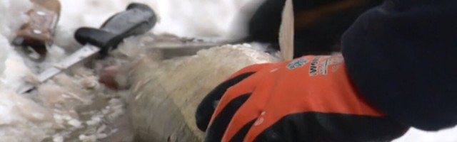 ERR sai kohustuse eemaldada veebist elusa kala rookimist demonstreeriv saatelõik