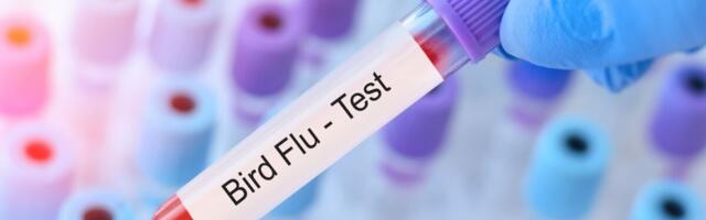 Lätis hoiatati inimesi linnugripi eest