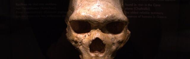 Kreekast leitud salapärane kolju ei kuulunud ei inimesele ega neandertallasele