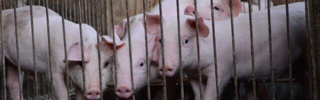 SAKi tõttu hukkunud või hukatud sigade komposteerimine pole lubatud