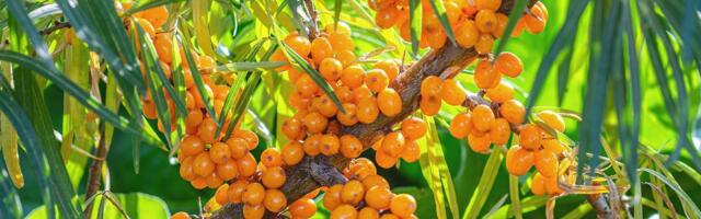 Astelpaju on hea nii toidus kui ka nahahoolduses