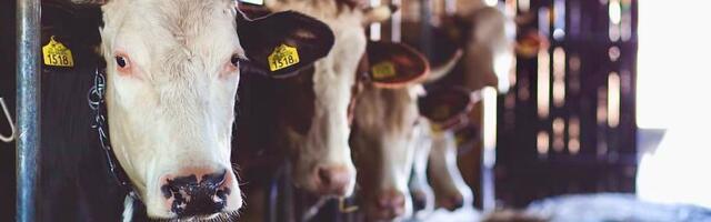 Taani on esimene riik, kus karjakasvatajad hakkavad loomade pealt maksma heitemaksu