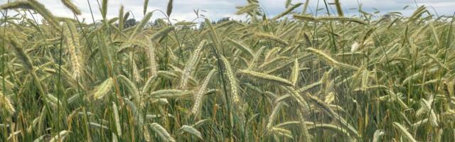 Eriolukorra tõttu anti luba taimekaitsevahendi Reglone 200 SL kasutamiseks