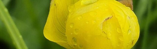 FOTOD | Viimase suvekuu lõpus nähti õitsemas kullerkuppe