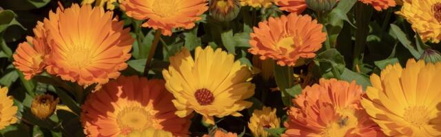 Taimetark Kaljo Mandre tundis looduse väge