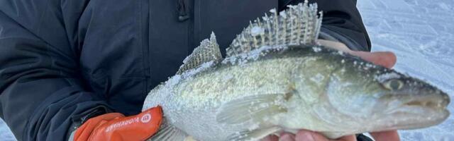 Talvine kohapüük Pärnu jõel: 300 meest jääl, aga lihtsam on loteriiga võita kui kala saada