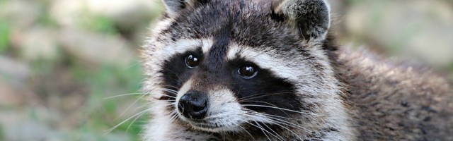 Päästjad aitasid papagoi puu otsast alla ja kähriku kaevust välja