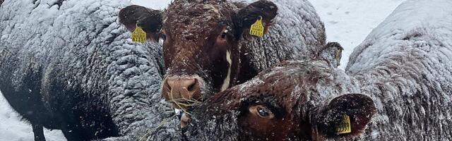 Külm halvas meiereide töö, ent lihaveised olid õues rõõmsad