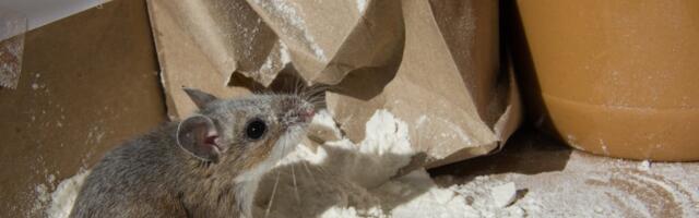 Kuidas vabaneda majja tungivatest hiirtest?