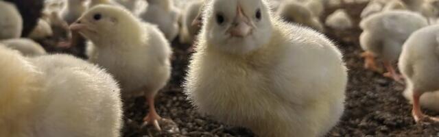 Galerii: Eesti suurimatesse broilerihallidesse toodi sisse esimesed tibud