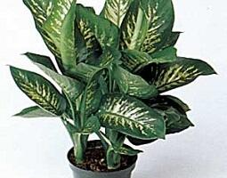 18 toataime, mis sobivad laisale omanikule.