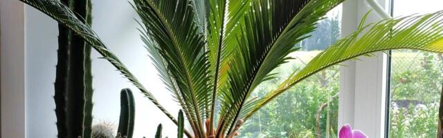 Rahu-palmlehik on pigem kuuse, mitte palmi sugulane