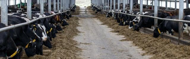 Läti suurendas piimatoodete tootmist