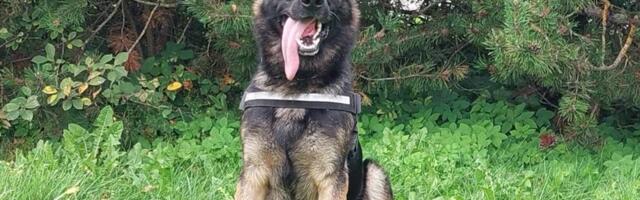 Politseikoer Frami terav nina leidis üles Põlvamaal metsa eksinud mehe