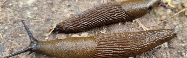 Kurikuulsal lusitaania teeteol on siiski ka Eestis looduslikke vaenlasi