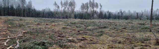 Liis Kuresoo_ meie metsade seisukohast ei ole vahet, kas suure puiduvajadusega tootmine rajatakse Lätti või Eestisse