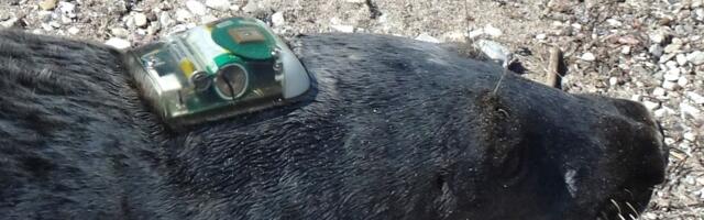 Kas hülged on süüdi Läänemere vähenevas kalavarus?