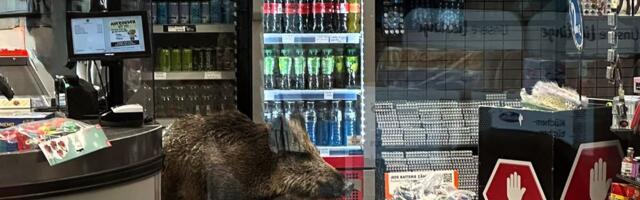 VIDEO | Ootamatu politseioperatsioon Berliinis_ kaubanduskeskuses tormas ringi metssiga