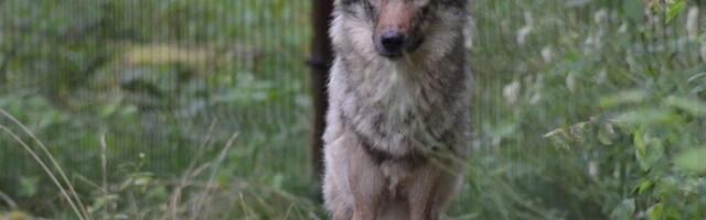 Riia loomaaiast Elistvere loomaparki toodud emahunt pääses jooksu