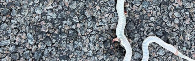 FOTO | Harjumaalt leiti üliharuldane albiinonastik