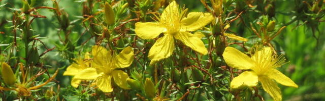 Enamik Amazoni taimeravi-raamatuid on nüüdseks tehisaru looming