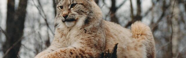 VIDEO | Haruldane jäädvustus: Pärnumaal püüti kaamerasse kitse jahtinud ilves