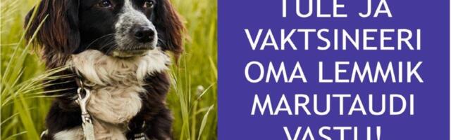 TASUB TEADA | Juulis saab Hiiumaal koeri ja kasse marutaudi vastu tasuta süstida