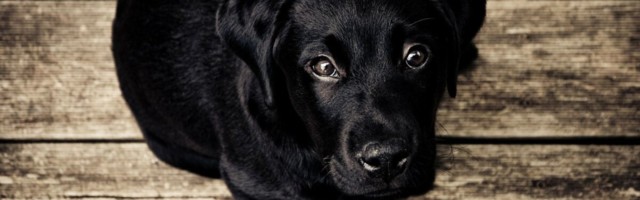 Koerte koroonaviirus nakatab ka inimesi – kas peaksime muretsema?