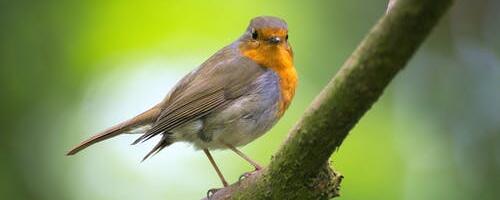 Tori Haldusteenused abistavad kevadekuulutajaid