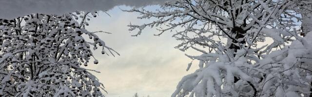 MEEDIAVALVUR: mida külvad…