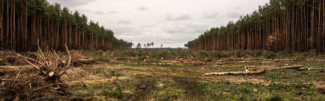 Valner Valme: popkultuur 2020