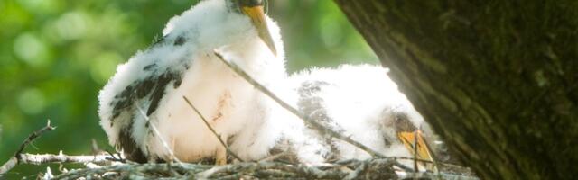 Keskkonnaamet hakkab maaomanikele saatma teavitusi, kui nende kinnistult leitakse ohustatud liike