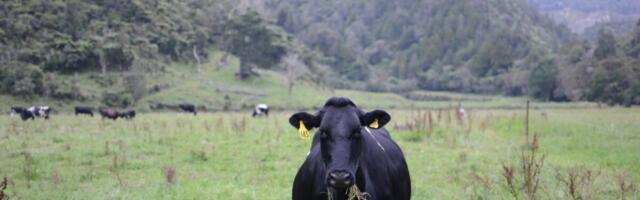 Uus-Meremaa piimatööstus läbis 2025. aastal ulatusliku konsolideerumise