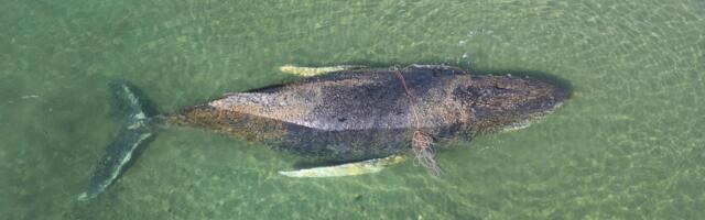 VIDEO | Läänemerre lõksu jäänud 10-meetrine küürvaal võib iga hetk surra