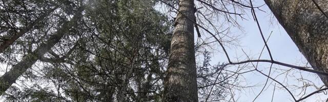 Maailma kõrgeim haavapuu kasvab Pärnumaal