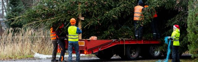 Tal­lin­na Rae­ko­ja plat­si  jõu­lu­kuusk lei­ti Kuu­sa­lu  val­last Väl­ja­jü­ri teelt