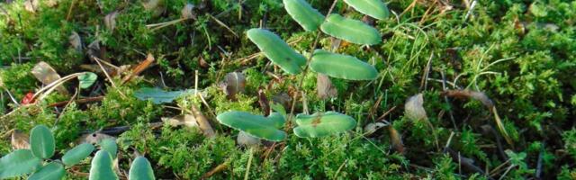 Väike vapper tõmmu pellea