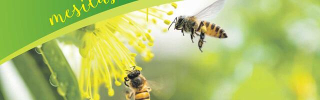 Metsatuka Mesila: всё для вашей пасеки