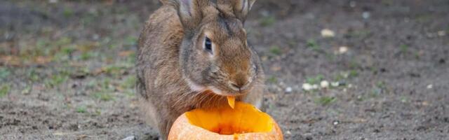 Tallinna loomaaed kutsub kõrvitsapeole