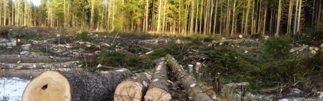 Milline on meie metsa tervis?