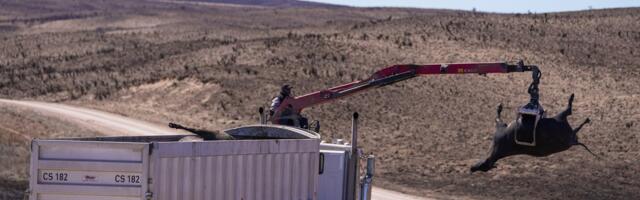 VIDEOD | Texase osariiki laastavad maastikutulekahjud, surnuks on põlenud ligi 10 000 lehma