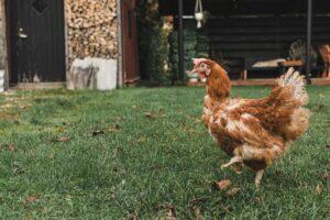 Teised liigid ja nende õigus elamisväärsele elule