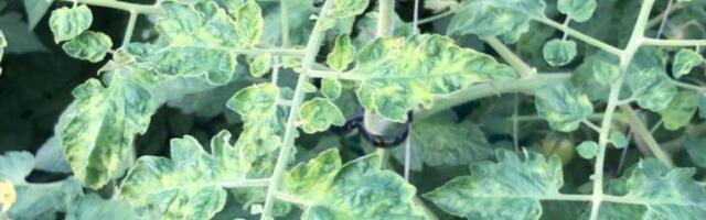 2024 taimetervise seire: Eestis uusi karantiinseid taimekahjustajaid ei avastatud