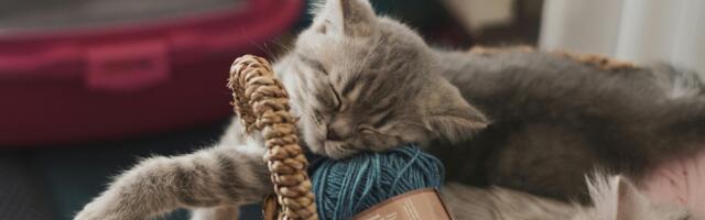 Kas oled mõelnud, miks kass eelistab öösel magada just sinu kõrval?