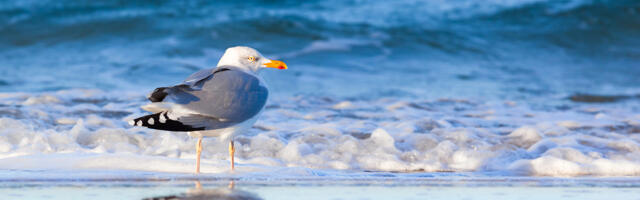 Naaberriikide maksumuudatuste ülevaade: Läti, Leedu, Rootsi ja Soome
