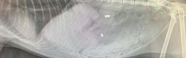 ETTEVAATUST: Võrus Karja tänaval tegutseb loomatapja