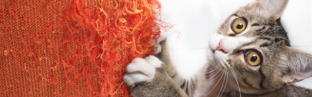 Mida teha, kui koduloom lõhkus hinnalise mööblieseme?