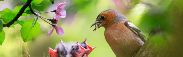 Ornitoloogiaühing selgitas keskkonnaministrile pesitsusrahu vajalikkust