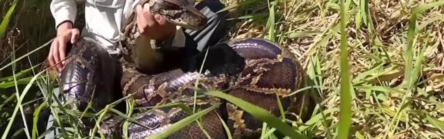 Floridas püüti kinni osariigi suurim püüton