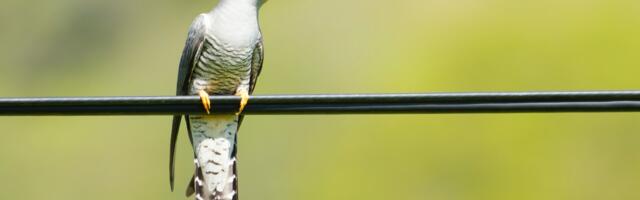 Euroopa kultuuripealinnas Tartus toimub aasta linnule pühendatud kirjandus- ja folklooriõhtu